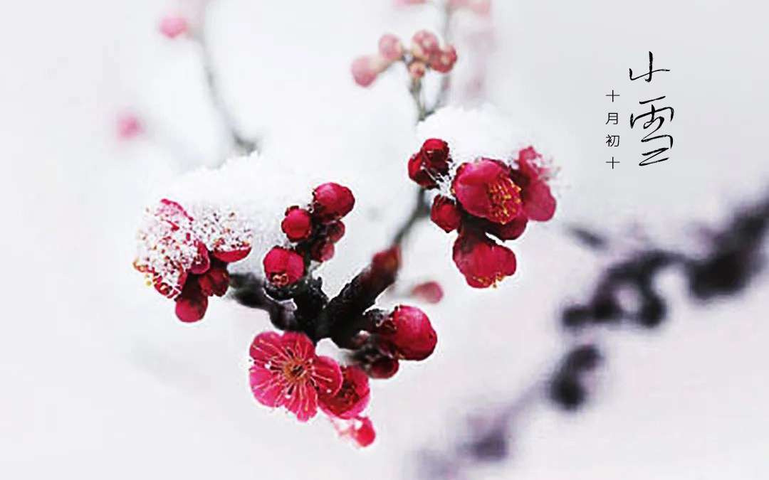二十四节气┃小雪 小雪天地清寒，，，境揽冬韵风华